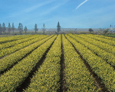 ��ľ���a(ch��n)����